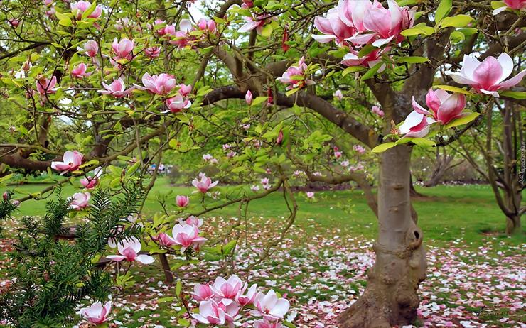 Magnolie  - wiosna_park_kwitnąca_magnolia.jpg